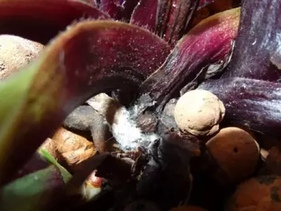 El Secreto de la Leche: Un Remedio Casero para Combatir los Hongos en Orquídeas