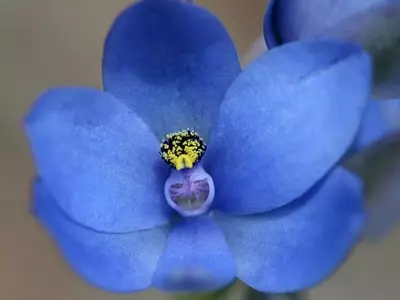 Descubriendo la Verdad Detrás de las Orquídeas Azules: ¿Naturales o Teñidas?