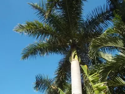 Diez Joyas Exóticas: Un Vistazo Fascinante a las Palmeras Tropicales Menos Comunes
