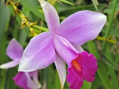 La Arundina Graminifolia: Orquídea Bambú, Majestuosidad y Sencillez en el Jardín