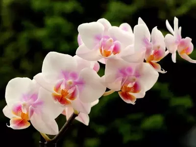 Descubriendo los Secretos para una Floración Anual Espléndida en Orquídeas