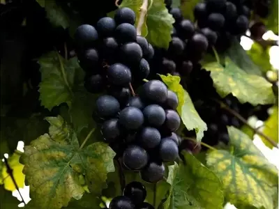 Innovación Vitivinícola: Dos Nuevas Variedades de Uva Moscatel que Prometen Extender la Cosecha y Deleitar Paladares