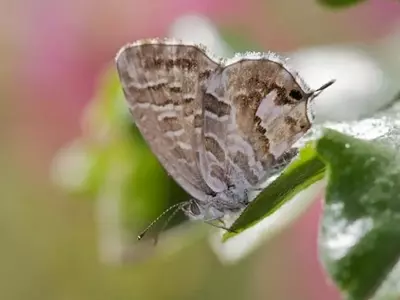 Estrategias Integrales para la Erradicación de la Mariposa del Geranio