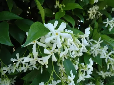 Crea un Oasis Perfumado: Ideas para Decorar Tu Terraza con Jazmín