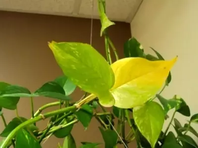Soluciones Efectivas para Hojas Amarillas en Plantas: Guía Completa de Remedios Naturales y Prevención