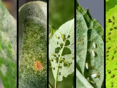Control Integrado de Plagas en Plantas: Estrategias Ecológicas y Sostenibles
