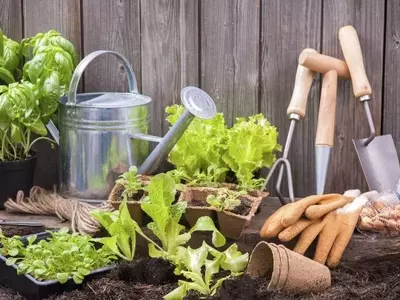 Fertilizantes Orgánicos para Macetas: Guía Completa de Elaboración y Aplicación