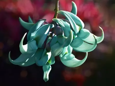 Un Viaje Botánico: Descubriendo la Belleza Singular de las Plantas Exóticas