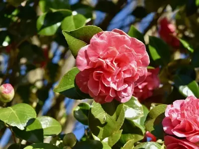 Recuperando la Camelia: Estrategias para Revitalizar Hojas Marrones