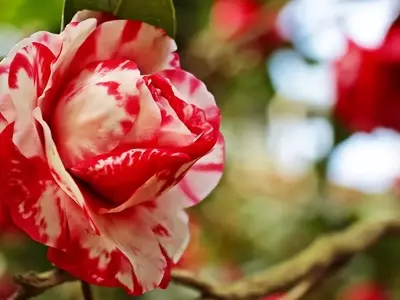 Cultivo de Camelias: Guía Completa para el Enraizado en Agua
