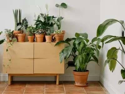 Cuidado Invernal de Plantas: Protegiendo tu Jardín del Frío