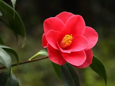 El Esplendor Floral de las Camelias: Cuándo y Cómo Florecen