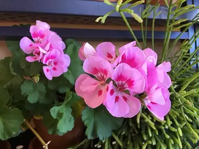 El Arte de Cultivar Geranios Vibrantes: Una Guía Esencial para una Floración Espectacular