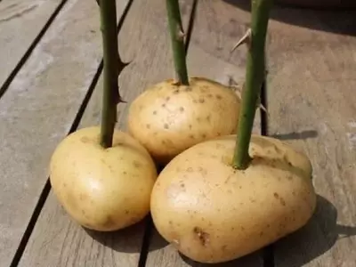 La Papa: El Secreto Insospechado para Cultivar Rosas Vibrantes