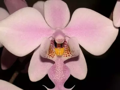La Orquídea Phalaenopsis Schilleriana: Una Guía Completa para su Cuidado y Cultivo