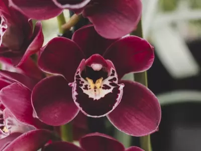 El Arte de Cultivar Orquídeas Paphiopedilum: Una Guía Detallada para Aficionados