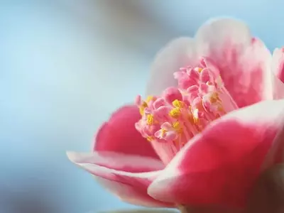 Guía Definitiva para el Cuidado de Camelias en Macetas al Aire Libre