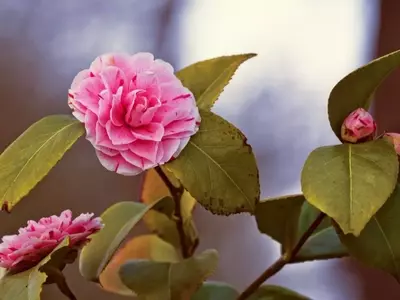 Guía Completa para la Poda de Camelias: Cuándo y Cómo Realizarla