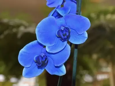 Orquídeas Azules: Mitos, Métodos y Mantenimiento para su Vibrante Color