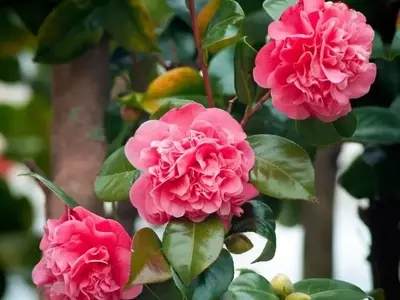 Secretos para el Cultivo y Propagación de Camelias Espléndidas