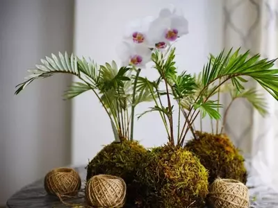El Arte de Crear Kokedamas de Orquídeas: Una Guía Exhaustiva para el Cultivo sin Maceta