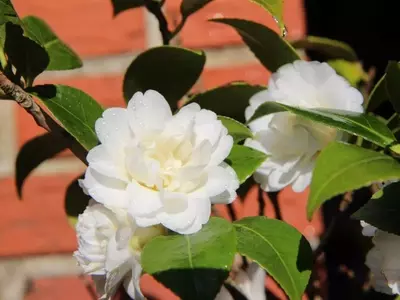 Camelias Blancas: Un Vistazo Integral a su Cultivo y Esplendor