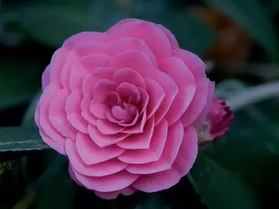 Explorando la Magnificencia Floral: Las Camelias Más Exquisitas