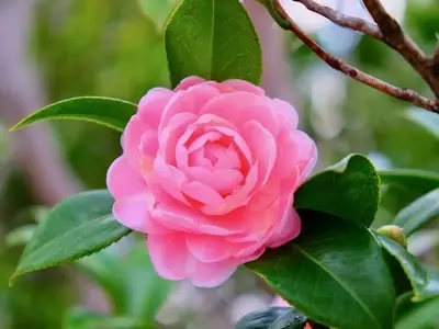 Camelia Rosa: Guía Completa de Cultivo y Significado