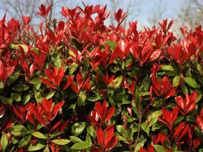 La Salud Vibrante de la Photinia Red Robin: Guía Integral de Cuidado y Resolución de Problemas