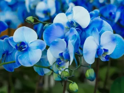 El Enigma Azul: Desvelando los Secretos de la Orquídea Vanda Coerulea y su Cultivo