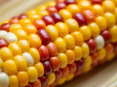 El Maíz Criollo: Un Tesoro Genético y Cultural por Salvaguardar