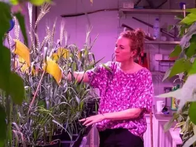 La Inteligencia Artificial Impulsa la Creación de Trigo Tolerante a la Sal para la Agricultura Global