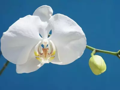 Descubriendo la Phalaenopsis Amabilis: La Orquídea Luna y sus Secretos de Cuidado y Floración
