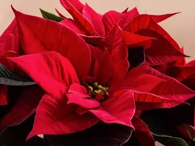Descifrando el enigma de los tallos marrones en la Flor de Pascua: Guía completa para su cuidado óptimo