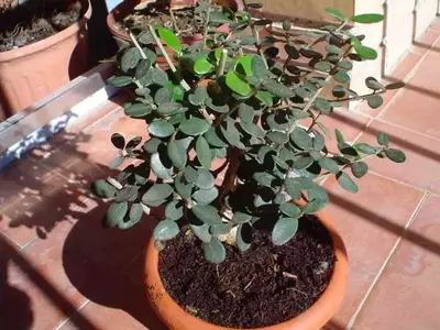 Protección del Acebuche: Estrategias Efectivas Contra Plagas y Enfermedades