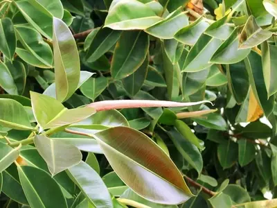 Guía Completa para el Cuidado y Solución de Problemas del Ficus Elastica