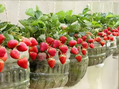 Cultivo de fresas en botellas: una guía sostenible y práctica