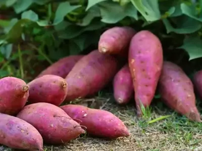 Manejo Integral de Plagas y Enfermedades en Cultivos de Batata
