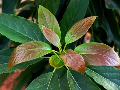 Descifrando el Misterio de las Hojas Marrones en el Aguacate: Causas y Soluciones Vitales