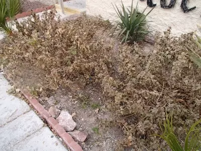 Protegiendo los Cultivos: Estrategias Efectivas Contra las Heladas