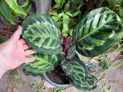 Guía Definitiva para la Limpieza y Cuidado de Hojas de Plantas