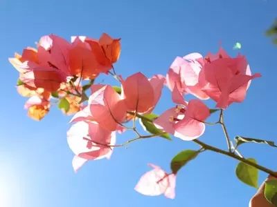 La Buganvilla: Secretos para una Floración Espectacular y Duradera