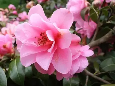 Camelia Sasanqua: Un Tesoro Ornamental con Floración Otoñal