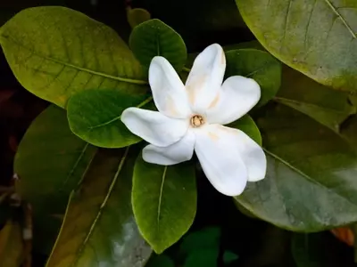 Soluciones Definitivas para Hojas Amarillas en Gardenias: Guía Completa de Cuidado y Prevención
