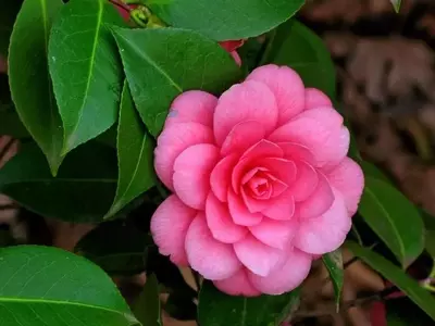 Secretos para el Cultivo Exitoso de Camelias: Una Guía Esencial
