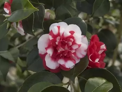 Guía Definitiva para el Cultivo y Mantenimiento Exitoso de la Camelia Japonesa