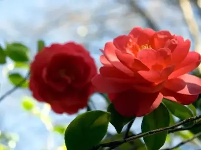 Guía Definitiva para el Cuidado y Cultivo Exitoso de Camelias
