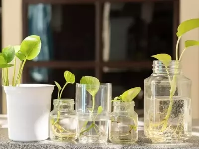 Jardinería Acuática: Explorando las Plantas de Interior que Prosperan en Agua
