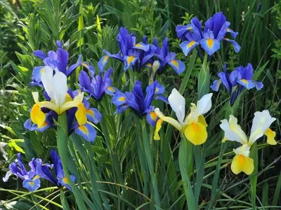 Iris holandés: Guía Completa de Cultivo y Mantenimiento