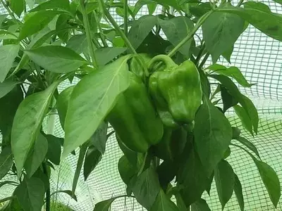 Revolución Agrícola: Comunidades Microbianas Sintéticas Impulsan la Producción de Pimientos en China